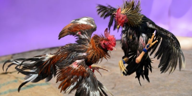 78wind KM Game Bài 3d