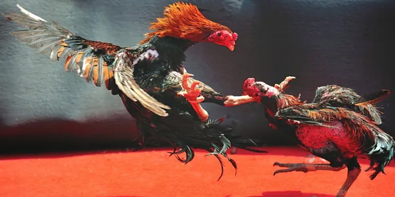 78wind bắn cá h5 chơi ngay