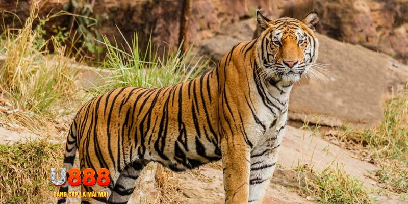 78wind game nổ hủ máy bay