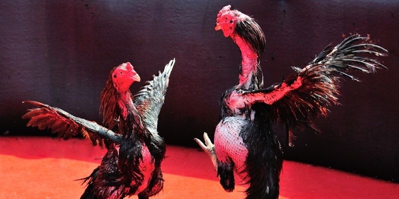 78wind thị trường baccarat là gì