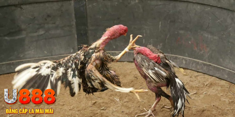 78wind đăng nhập tiến lên miền nam số 1